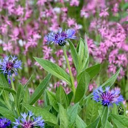 Blaue, kornblumenartige Blüten vor einem Meer aus pinkfarbenen Blüten.
