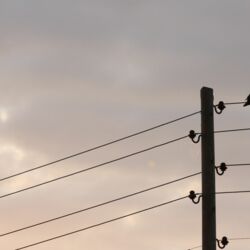 Drei Krähen auf Stromleitung im Sonnenuntergang. Zwei kuscheln, eine sitzt alleine.