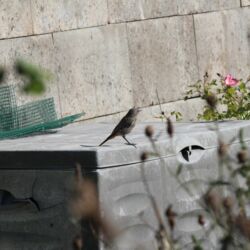Grauer Rotschwanz sitzt auf der grauen Gartenbox.