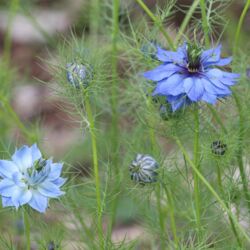 Eine hellblaue, fast porzellanfarbene Blüte sowie eine dunkelblaue.