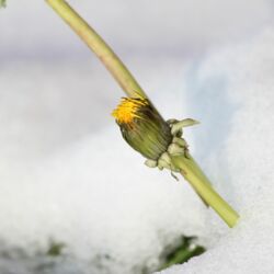 Gelbe, noch geschlossene Blüte am Fuße eines Stängels über dem schneebedeckten Boden.