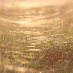 Spinnweben glitzern im Gegenlicht der Abendsonne über dem Acker.