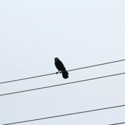 Krähe auf Stromleitung schaut neugierig zur Fotografin.