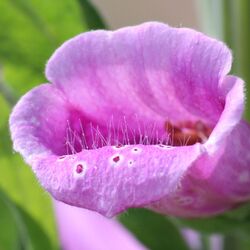Am Eingang der Blüte stehen Härchen in die Höhe.