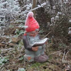 Sitzender Gartenzwerg liest ein Buch, mit Raureif bestäubt.