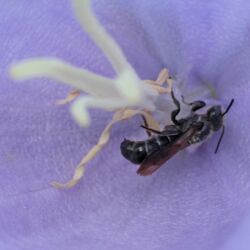 Kleine, schwarze, längliche Wildbiene in einer lila Blüte.