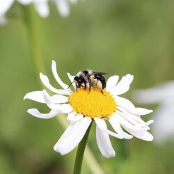 Schwarze Wildbiene mit grauer Behaarung in zwei Streifen rund um Brust und Rücken.