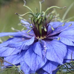 Kleine blaue Knospe in filigranem fiedrigem Laub.