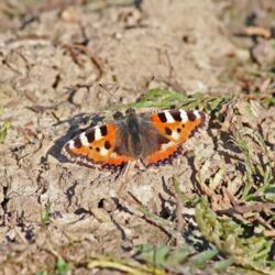 Schmetterling sitzt auf dem Boden. Orange als Grundfarbe, dazu abwechselnd weiße und schwarze Streifen auf den oberen Flügeln.