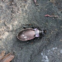 Etwa 20 mm großer Käfer mit braunem Körper, rosa Rand und violetten Rändern am Halsschild.