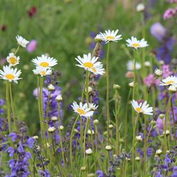 Weiße Margeritenköpfe vor dem tiefen Blau des Salbeis.