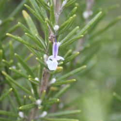 Rosmarin-Zweig mit einer einzigen hellblauen Lippenblüte.