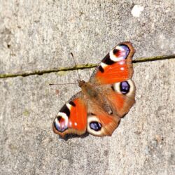 Schmetterling mit seinen großen Augen breitet seine Flügel aus, während er an der grauen Mauer sitzt.