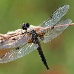 Große Libelle mit braunem Körper und den typischen Flecken auf den zwei Flügelpaaren.