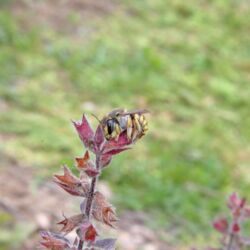 Wildbiene mit wespenartigem Aussehen hat sich auf Gamander-Zweig festgeklammert.
