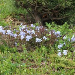 Phlox-Blüten in zartem Blassblau.