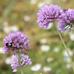 Rosa Schnittlauch-Blüe mit Hummel.