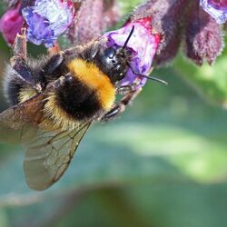 Hummel in Nahaufnahme an der Blüte von Lungenkaut.