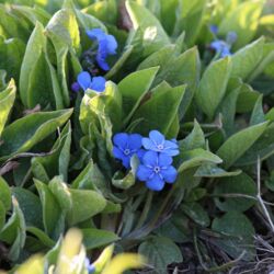 Kleine blaue Blüten eingebettet in dichte und hohe Blätter.