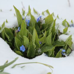 Gedenkemein mit aufrechten grünen Blättern und kleinen blauen Blüten im Schneebett.