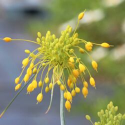 Zahlreiche gelbe Blütenköpfchen, die an überlangen Stielen wie ein wilder Haarschopf abstehend nach unten hängen.