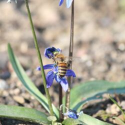 Buckfast-Biene mit orangefarbenem Hinterleibs-Streifen an Blausternchen.