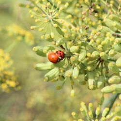 Zwei Käfer bei der Paarung auf dem Fenchel.