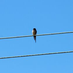 Rauchschwalbe mit starkt geschlitztem Schwanz sitzt auf der Stromleitung.