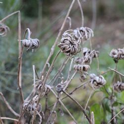 Brauner gebogener Samenstand der Ringelblume.