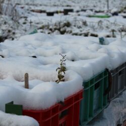 Etwa 7 cm hohe Schneedecke auf Pflanzen in Eurokisten.
