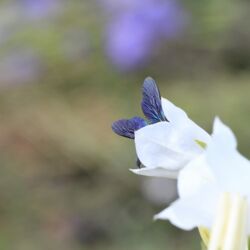 Zwei blau schimmernde Flügel in großer weißer Blüte.