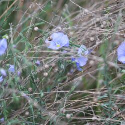 Zartblaue Blüten zwischen den hellbraunen, vertrockneten Blütenständen vom letzten Jahr.