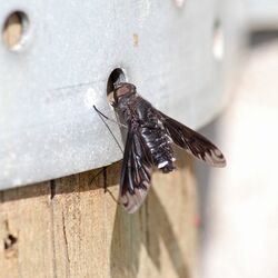 Schwarze Fliege mit zwei weißen Punkten am Hinterleib.
