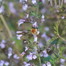 Hummel mit rotbraunem Pelz am Brustsegment hängt an kleiner, zartblauer Lippenblüte.