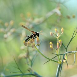 Schlanke schwarze Wespe mit gelben Streifen und langen Flügeln.