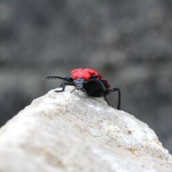 Leuchtend roter Käfer auf einem Stein.