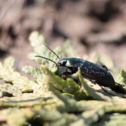 Smaragdgrüner Käfer in Nahaufnahme auf dem Boden.