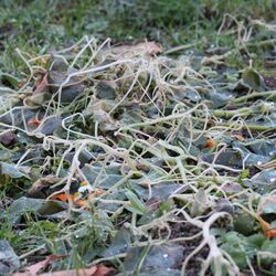 Erfrorene große Blätter und orangefarbene Blüten auf dem Boden.