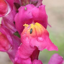 Pinkfarbene Blüte mit gelbem Schlund, darauf zwei Käfer.