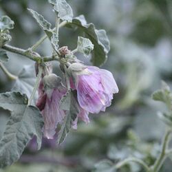 Erfroreren blass-rosa Blüten vor graugrünem Laub.