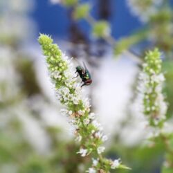 Grün schillernde Fliege an weißer Minzeblüte.