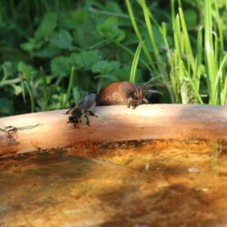 Hinter einer Honigbiene an der Wassertränke taucht eine Nacktschnecke auf.