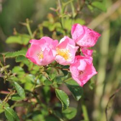 Rosa Blüten, offen wie Wildrosen, jedoch eine Zuchtform.