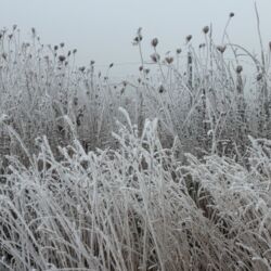 Gefrorene Gräser und Pflanzen ragen wie skurrile Figuren vor dem Nebel empor, in Schwarz-Weiß, da keine Sonne durchdringt.