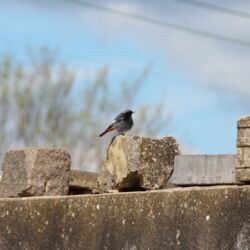 Dunkelgrauer Vogel mit roter Schwanzunterseite sitzt im Sonnenlicht auf einer Mauer, auf der dicke Steine liegen.