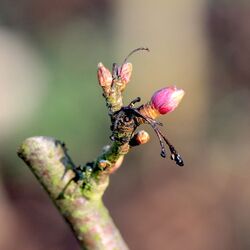 Knospe an Ast, der zurückgeschnitten wurde.