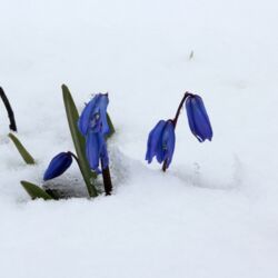 Blausternchen im Schnee.