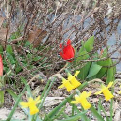 Kleine rote Tulpe im typischen Wildtulpen-Habitus zwischen verdorrten Zweigen einer Staude und hinter gelben Mini-Narzissen.