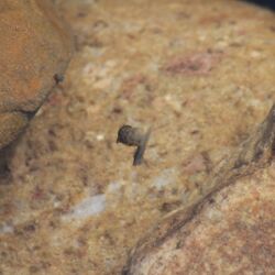 Kleine Schnecke mit gepunktetem Gehäuse schwimmt vor hellbraunen Steinen durchs Wasser.