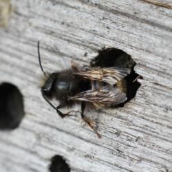 Wildbiene streift sich ihre Fühler ab und verlässt ein Nistloch.